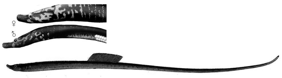 Nerophis lumbriciformis_001.jpg